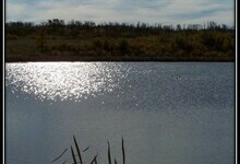 beaver pond