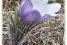 crocus