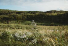 Wildflowers (credit C. Jurak)